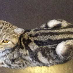 Bán mèo Anh lông ngắn màu tabby sức khỏe tốt