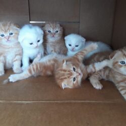 Bán mèo Anh lông ngắn Scottish bảo hành sức khỏe 30 ngày