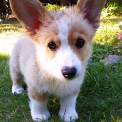 Bán nhanh 1 chú chó Corgi giá bao nhiêu tiền cũng được