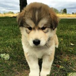 Bán nhanh chó Alaska giá 5 triệu có giấy tờ