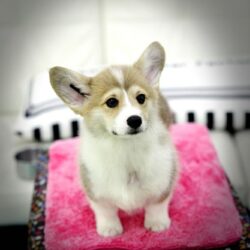 Bán nhanh chó Corgi giá rẻ có bảo hành tại Hà Nội, TPHCM