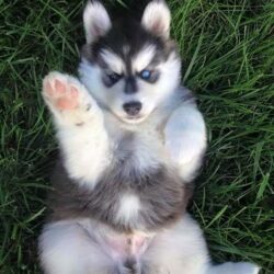 Bán nhanh chó Husky 2 màu mắt giá bao nhiêu cũng được
