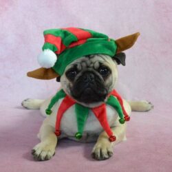 Bán nhanh chó Pug giá 200k lấy tiền vía tại Hà Nội