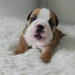 Bán tặng chó Bulldog Pháp giá bao nhiêu cũng được