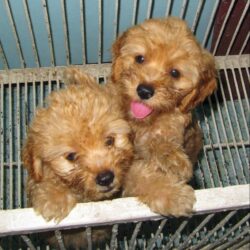 Bán và mua chó Poodle ở Hà Nội giá rẻ nhất