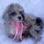 Bán và mua chó Poodle ở Hà Nội giá rẻ nhất