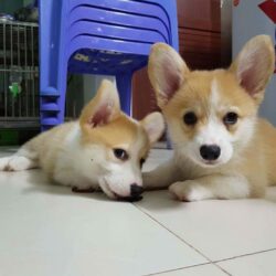 Cần bán chó Corgi thuần chủng 2 tháng tuổi tại TP.HCM