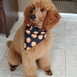 Đi nhanh chó Poodle Standard giá bao nhiêu cũng bán