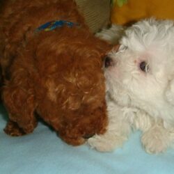 Đi nhanh đàn chó chó Poodle giá bao nhiêu cũng được