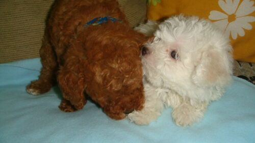 Đi nhanh đàn chó chó Poodle giá bao nhiêu cũng được Đi nhanh đàn chó chó Poodle giá bao nhiêu cũng được