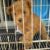 Đi nhanh đàn chó chó Poodle giá bao nhiêu cũng được Đi nhanh đàn chó chó Poodle giá bao nhiêu cũng được