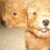 Đi nhanh đàn chó chó Poodle giá bao nhiêu cũng được Đi nhanh đàn chó chó Poodle giá bao nhiêu cũng được
