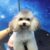 Ilu Pet Shop - Phụ kiện, thức ăn, dịch vụ chó cảnh cao cấp Ilu Pet Shop - Phụ kiện, thức ăn, dịch vụ chó cảnh cao cấp