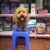 Ilu Pet Shop - Phụ kiện, thức ăn, dịch vụ chó cảnh cao cấp Ilu Pet Shop - Phụ kiện, thức ăn, dịch vụ chó cảnh cao cấp