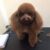 Lava Spa Pet Shop - Dịch vụ làm đẹp cho chó mèo Lava Spa Pet Shop - Dịch vụ làm đẹp cho chó mèo