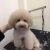 Lava Spa Pet Shop - Dịch vụ làm đẹp cho chó mèo Lava Spa Pet Shop - Dịch vụ làm đẹp cho chó mèo