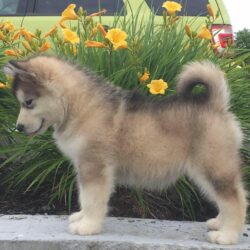 Mua bán chó Alaska giá rẻ dưới 1 triệu đã lai có bảo hành