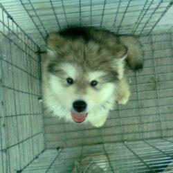 Mua bán chó Alaska lai Husky, Béc Giê giá rẻ