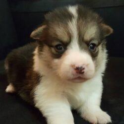 Mua bán chó Corgi 2 tháng tuổi đã tiêm tại Hà Nội
