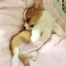 Mua bán chó Corgi con giá rẻ có bảo hành