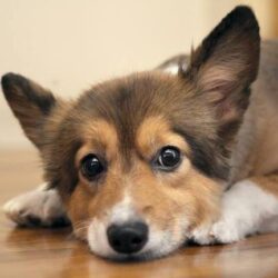 Mua bán chó Corgi Đà Nẵng 2 tháng tuổi đã được tiêm phòng