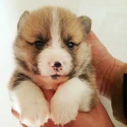 Mua bán chó Corgi dễ thương, thông minh đã được tiêm phòng