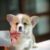 Mua bán chó Corgi dễ thương, thông minh đã được tiêm phòng Mua bán chó Corgi dễ thương, thông minh đã được tiêm phòng