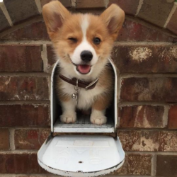 Mua bán chó Corgi Fluffy đẹp bảo hành sức khỏe