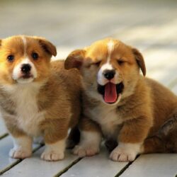 Mua bán chó Corgi giá rẻ nhất tại thị trường Hà Nội, TPHCM