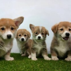 Mua bán chó Corgi giá tốt ship toàn quốc