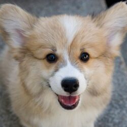 Mua bán chó Corgi Pembroke Wales có bảo hành