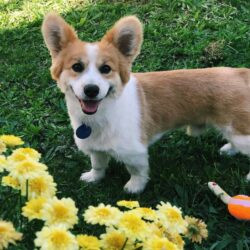 Mua bán chó Corgi tại Hà Nội bảo hành sức khỏe