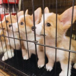 Mua bán chó Corgi thuần chủng 3 tháng tuổi giá rẻ