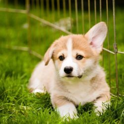 Mua bán chó Corgi thuần chủng giá tốt nhất TP.HCM