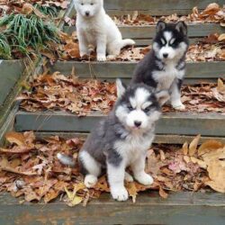 Mua bán chó Husky con giá rẻ tại TP.HCM