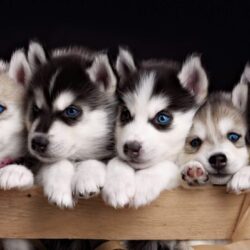 Mua bán chó Husky lai giá cực rẻ vận chuyển toàn quốc