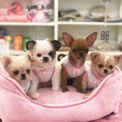 Mua bán chó phốc chihuahua đã tiêm chủng bảo hành sức khỏe