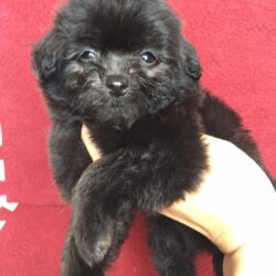 Mua bán chó Phốc Sóc lai Poodle giá rẻ tại Hà Nội