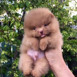 Mua bán chó Phốc Sóc mặt gấu mini giá bao nhiều cũng được