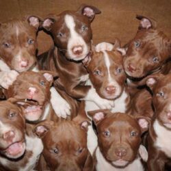 Mua bán chó Pitbull Pháp giá rẻ vận chuyển toàn quốc