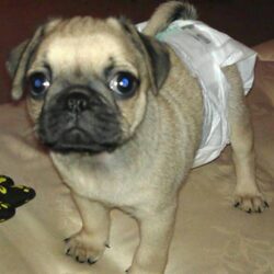 Mua bán chó Pug con 2 tháng tuổi giá rẻ như cho