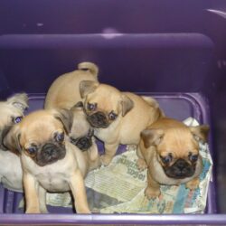 Mua bán chó Pug giá rẻ tại Hà Nội, TP.HCM