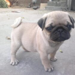 Mua bán chó Pug con mặt xệ giá rẻ nhất thị trường