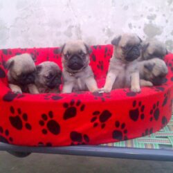 Mua bán chó Pug con mini giá rẻ tại Hà Nội, TP.HCM