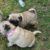 Mua bán chó Pug con mini giá rẻ tại Hà Nội, TP.HCM Mua bán chó Pug con mini giá rẻ tại Hà Nội, TP.HCM