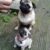 Mua bán chó Pug con mini giá rẻ tại Hà Nội, TP.HCM Mua bán chó Pug con mini giá rẻ tại Hà Nội, TP.HCM