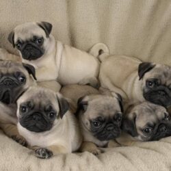 Mua bán chó Pug mini giá rẻ chưa từng có tại Hà Nội, TPHCM
