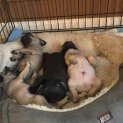 Mua bán chó Pug thuần chủng đã tiêm phòng tại TP.HCM