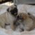 Mua bán chó Pug thuần chủng đã tiêm phòng tại TP.HCM