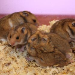 Mua bán chuột Hamster Bear uy tín toàn quốc